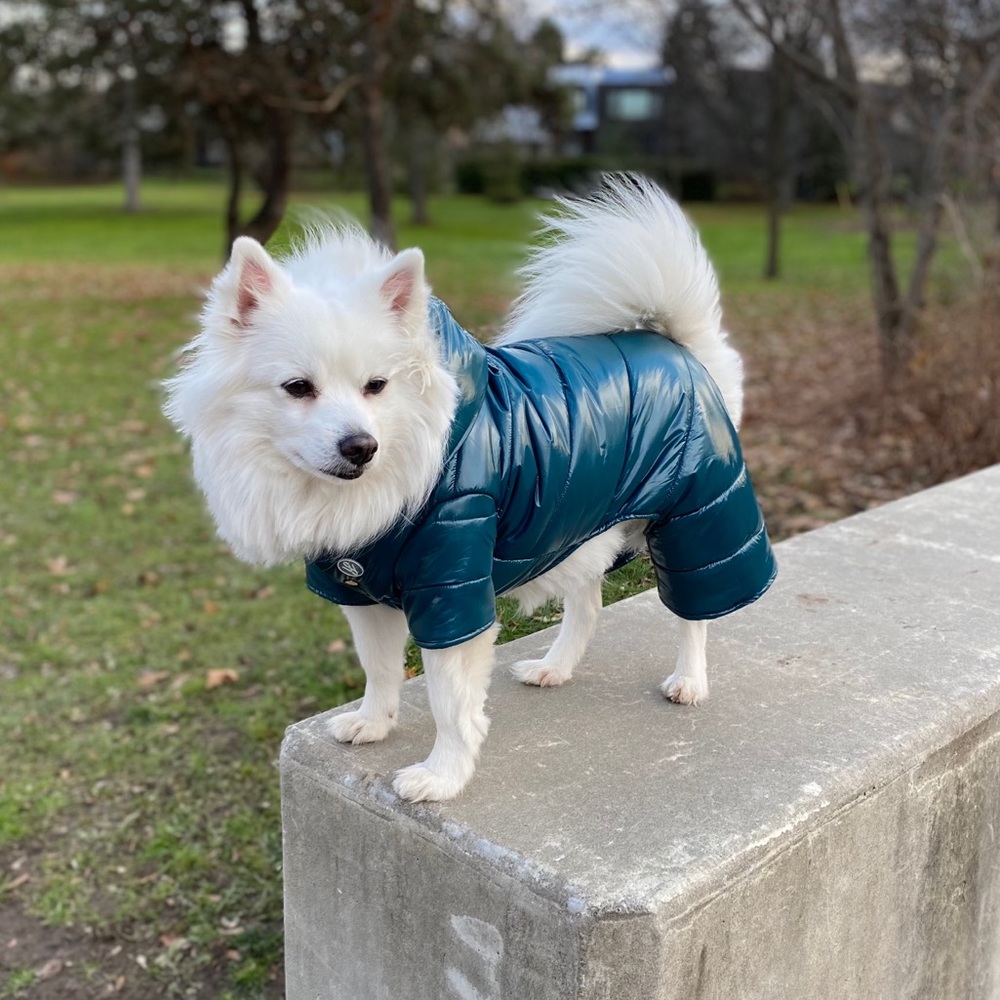 Dog snowsuit. Dog puffer jacket. Wag Swag Brand